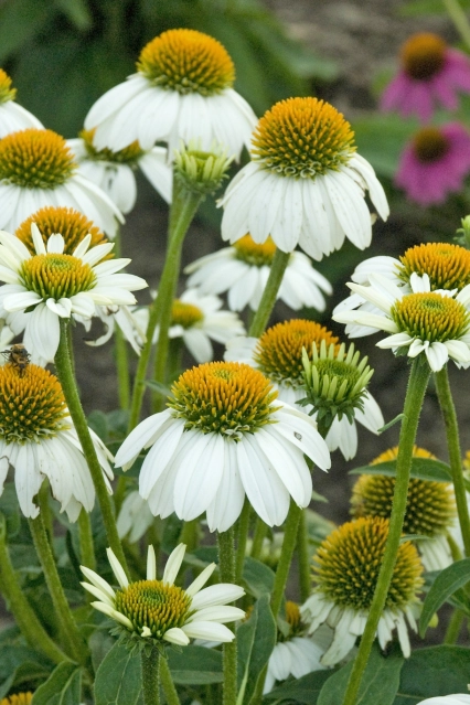Vivaces Echinacea purpurea Pow Wow White Waltersgardens 1