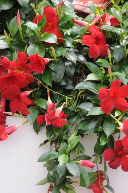 Mandevilla Sun Parasol Pretty Crimson Summanderemi PP16449 20100415 9 Suntary Californie 1