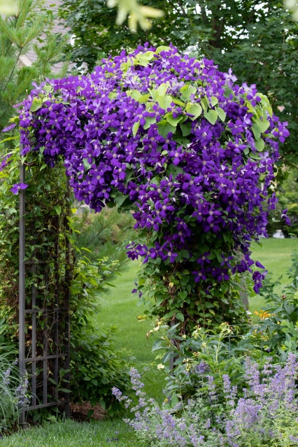 Clematites Jackmanii Superba 1 1