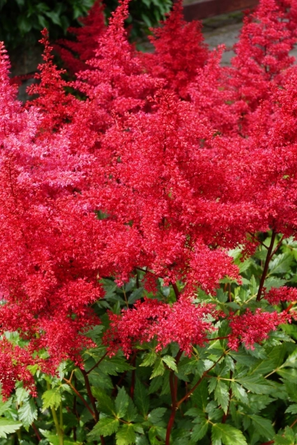 Astilbes Younique Ruby Red
