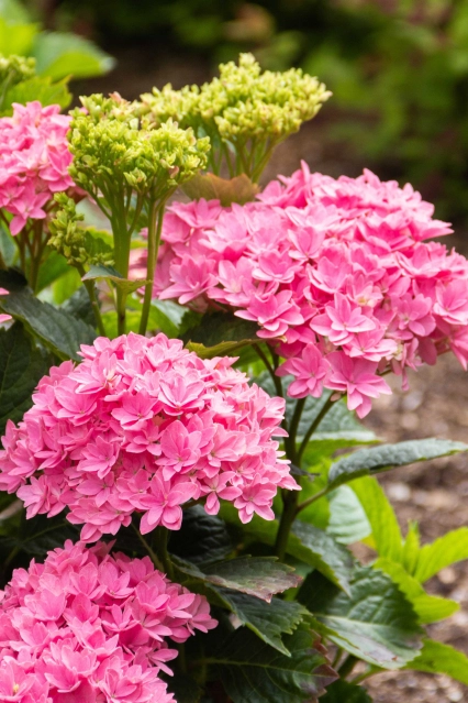 Hydrangea Starfield 1