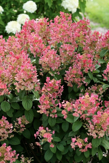 HYDRANGEA PANICULATA LITTLE QUICK FIRE Garden Garden