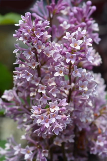 Lilas de preston