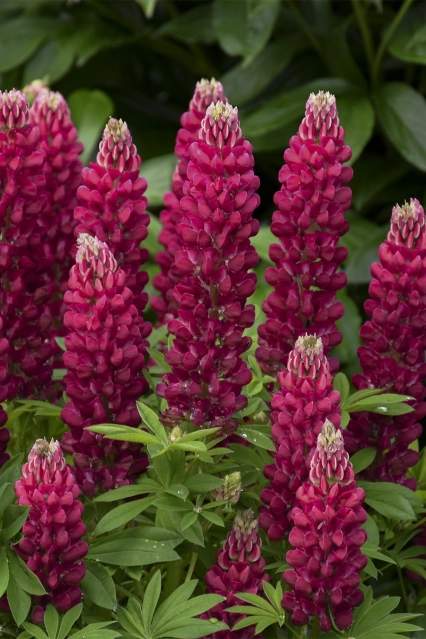 Vivaces lupinus mini gallery red www provenwinners com