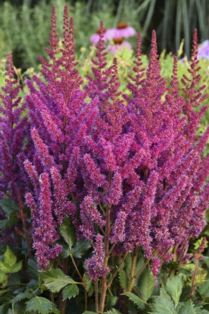 CRÉDIT PHOTO PROVEN WINNERS astilbe