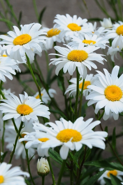 Leucanthum