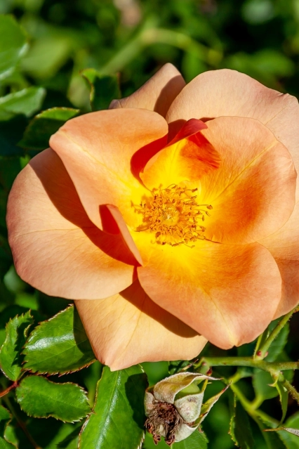 Rosier 49e parallèle