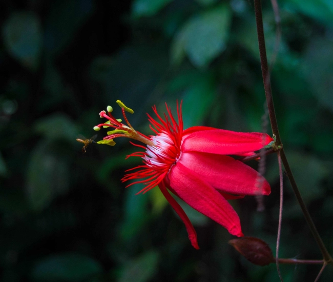 Plante tropicale