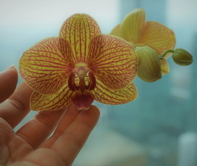 Orchidee orchid orchids karen mork lwvvdbzlj2c unsplash scaled