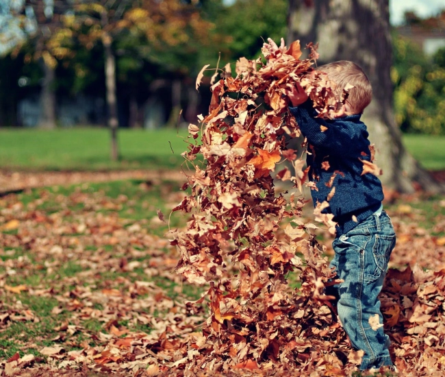 Autumn leaf feuilles dautome scott webb obkbq4z3cua unsplash