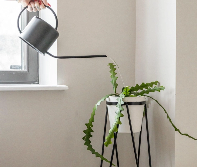 Arroser les plantes dinterieur the creative exchange hnya7cqjkx4 unsplash scaled