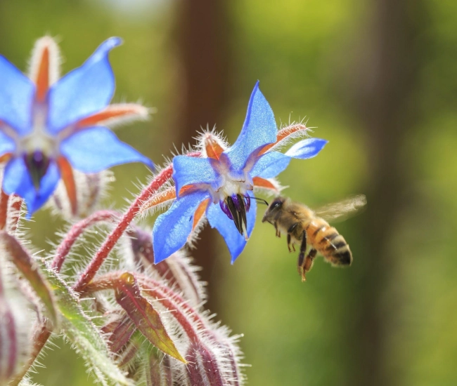 Abeille pollinisateur scaled