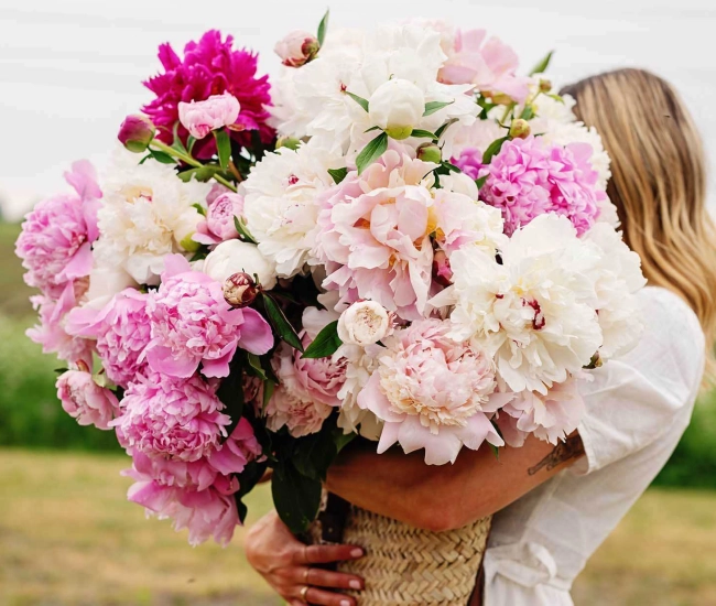 Magnifiques pivoines