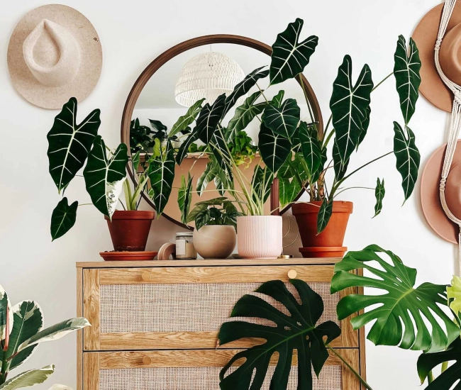 5 trucs pour les plantes