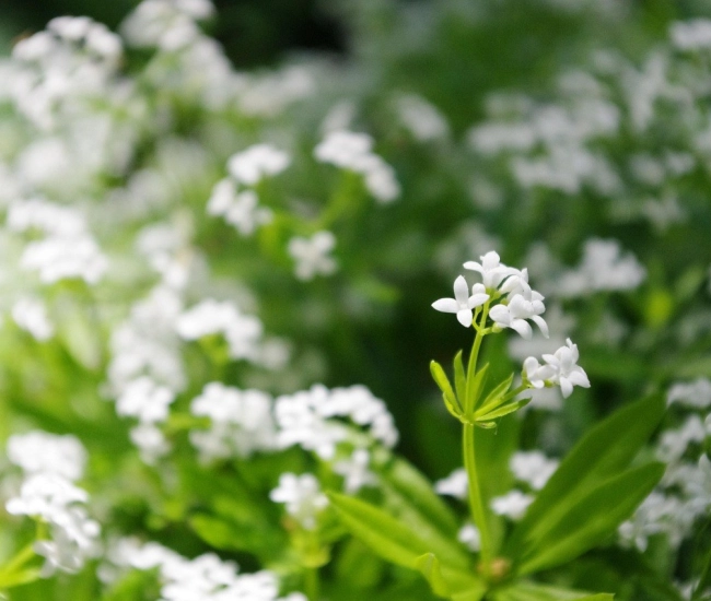 Flower 5274393 1280