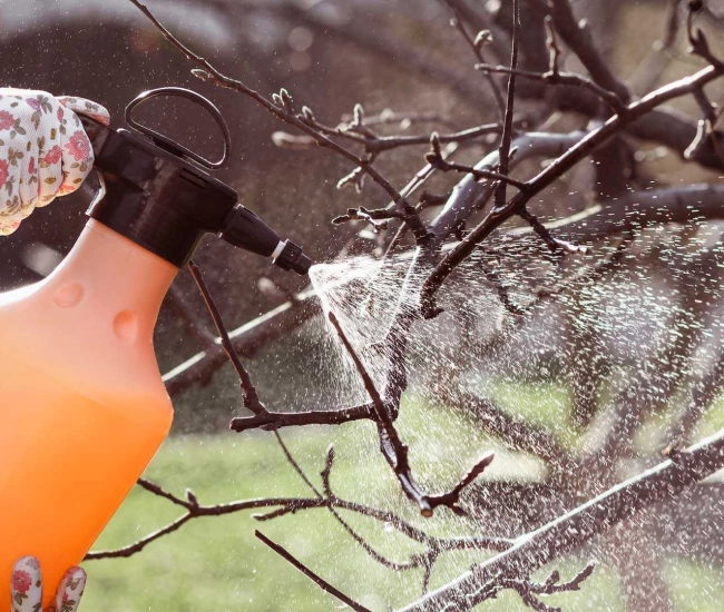 Huile stade de dormance