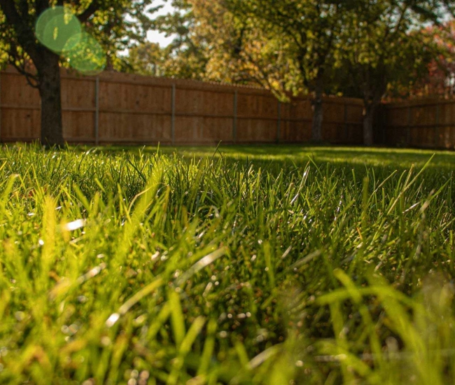 Prendre soin de son gazon au printemps