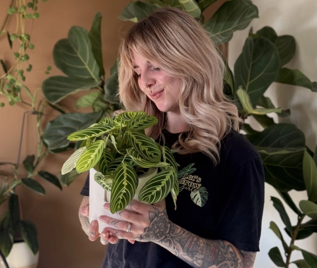 Laura pigeon maranta