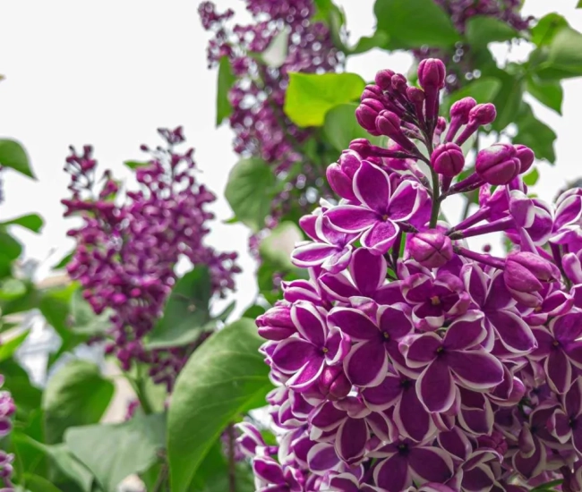 Syringa sensation