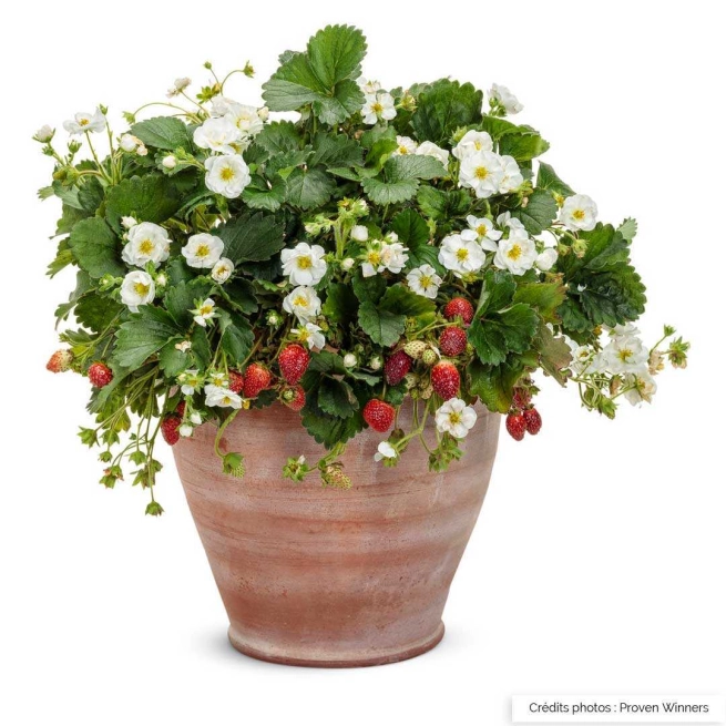 Fraise berried treasure white pot