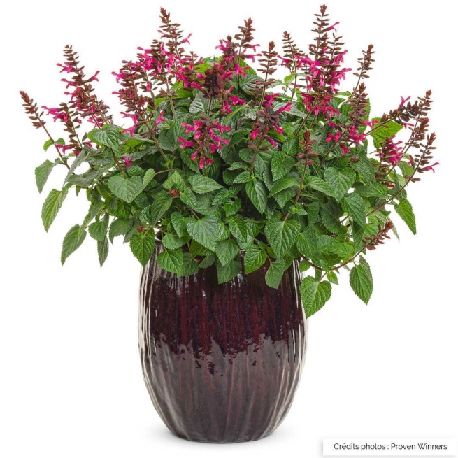 Salvia rockin fuchsia pot