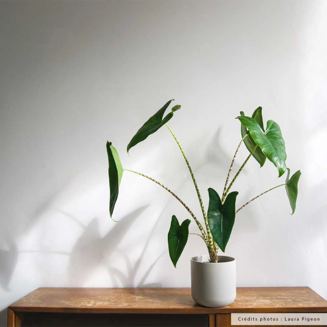 Alocasia zebrina