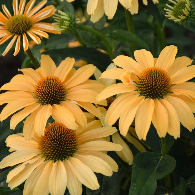 Echinacea one in a melon