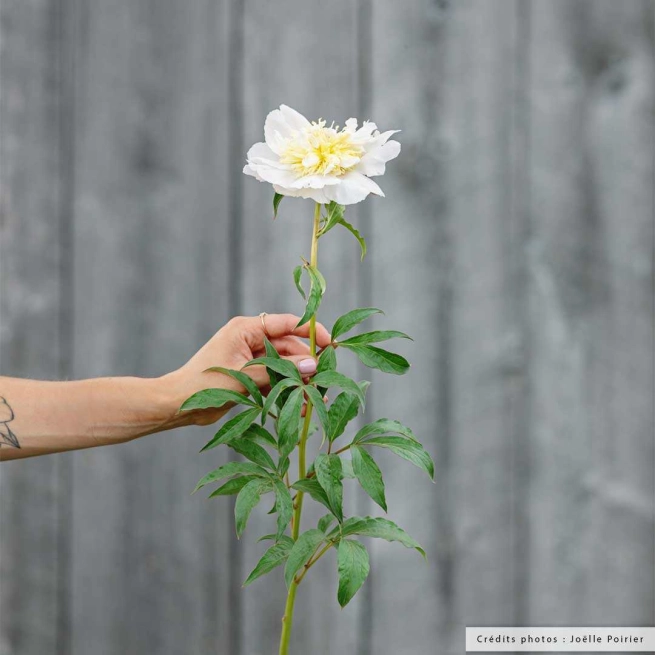 Pivoine primavera