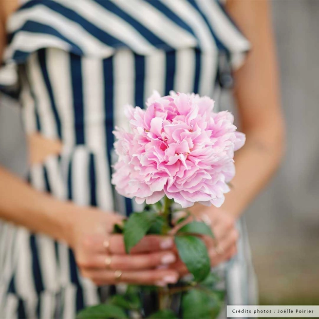 Pivoine sarah bernhardt