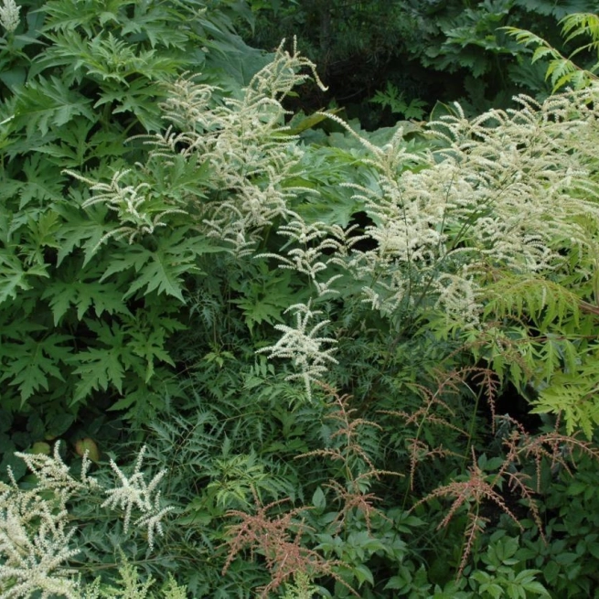 Aruncus dioicus kneifii 20060706 1 sta 1200x858