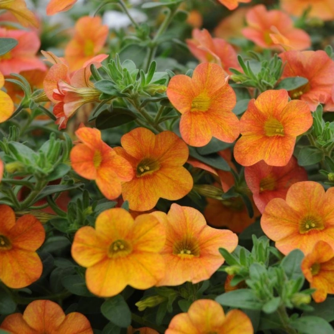 Calibrachoa callie orange sunrise cal orngise le calibrachoa callie orange sunrise cal orngise 20100411 3 californie syngenta flowers 1200x858
