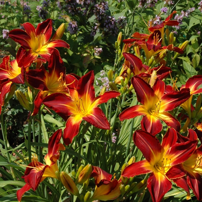 Hemerocallis ruby spider stamile 1991 20060720 3 audet