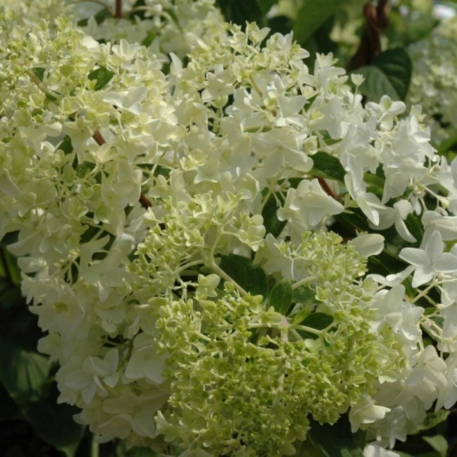 Hydrangea paniculata kyushu 20060719 1 lorrain 1200x858