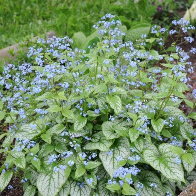 Brunnera macrophylla jack frost une mutation du cultivar langtrees le myosotis du caucase jack frost walter gardens etats unis 1999 2009061 1200x858