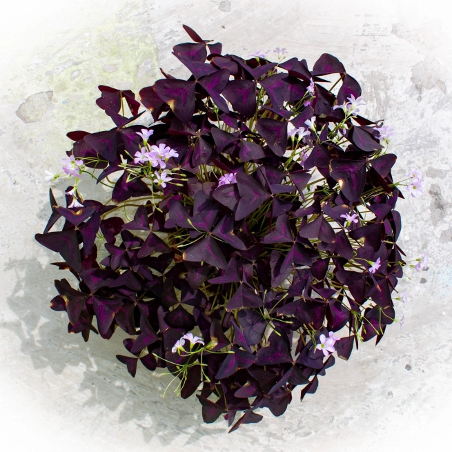 Oxalis triangulis pourpre fleur scaled