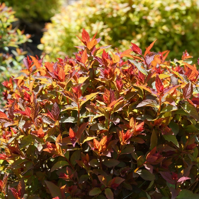 Double play doozie spirea 1 couleur exceptionnel en automne