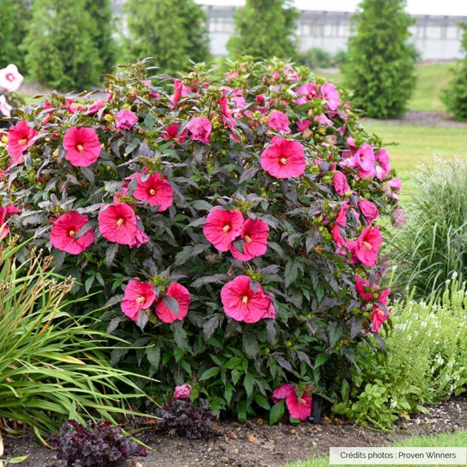 Hibiscus summerific evening rose plate bande