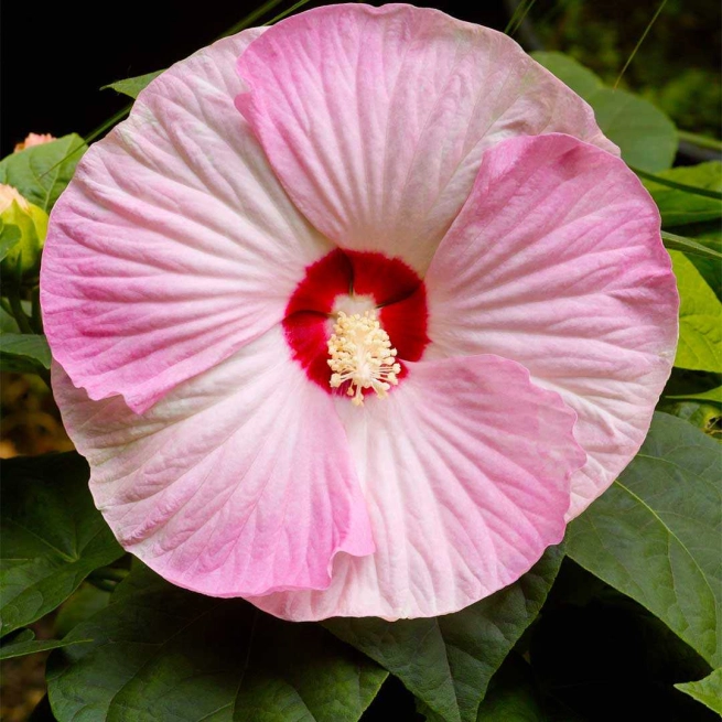 Hibiscus luna pink swirl