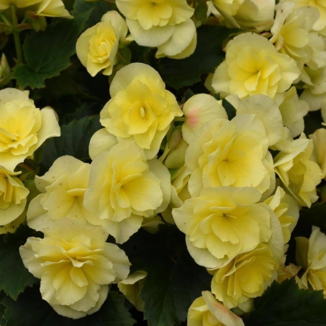 Begonia hiemalis solenia yellow le begonia dhiver solenia yellow 20170821 1 daniel a seguin 1200x858