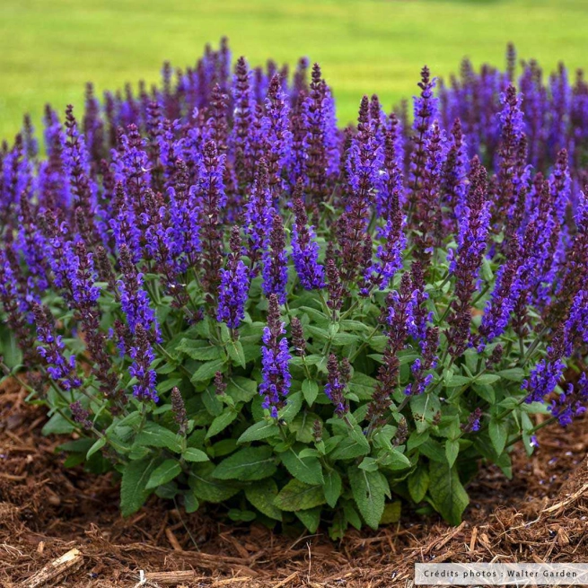 Salvia nemorosa bumbleblue