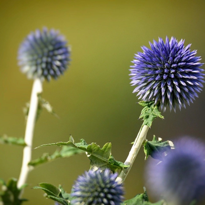 Echinops 6488156 1920