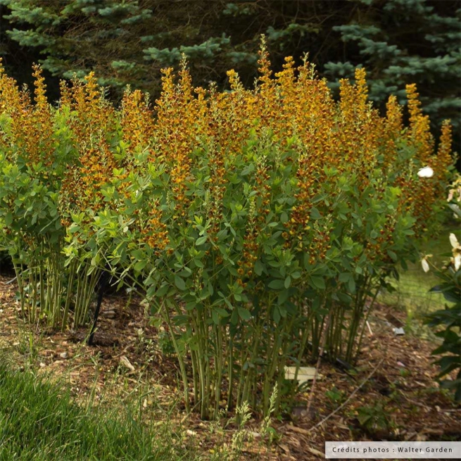 Baptisia honey roasted