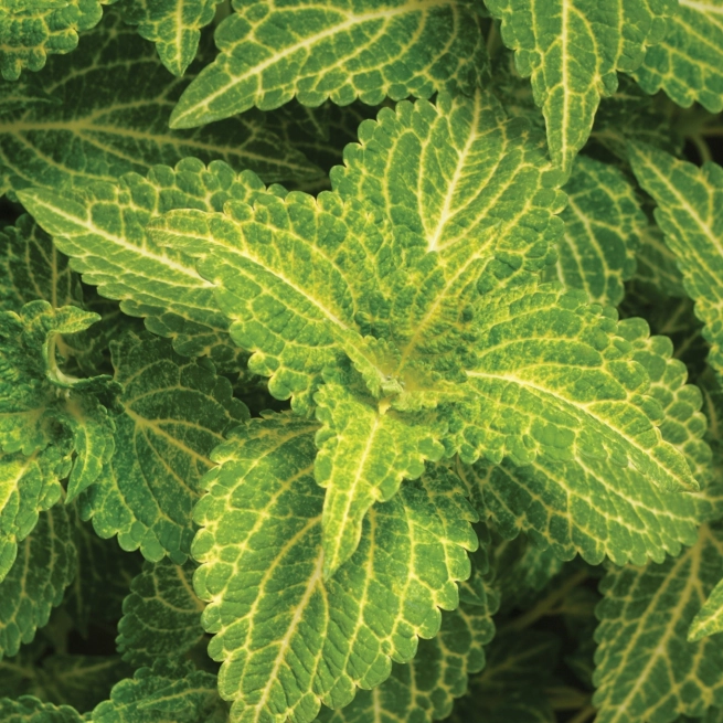 COLEUS CHARGEDUP ELECTRIC LIME Foliage Foliage1