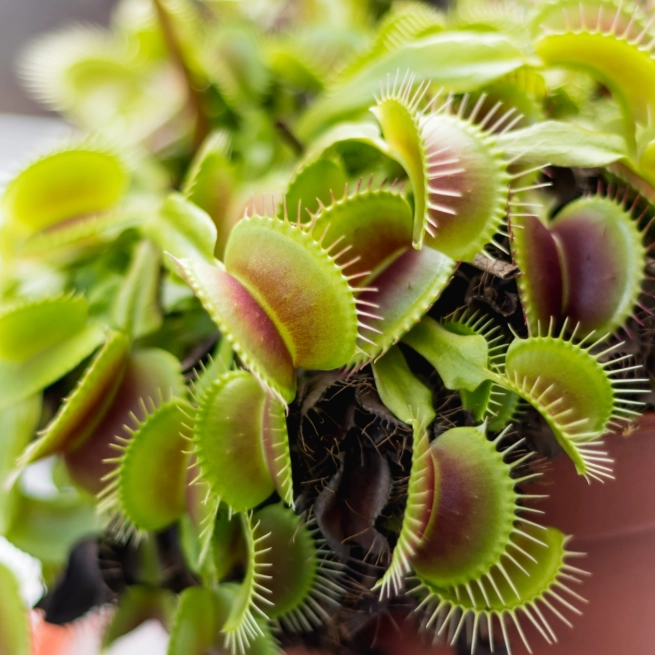 Dionaea venus fly trap Plante carnivore