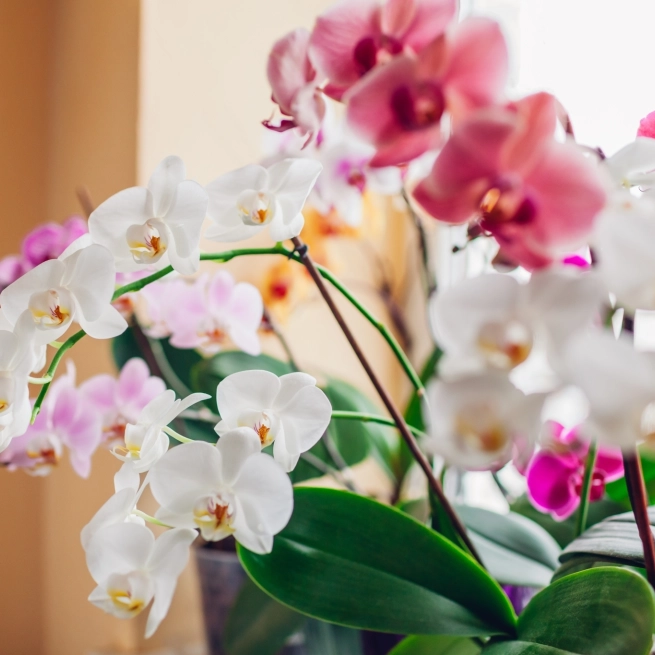 Phalaenopsis assortis 3 po