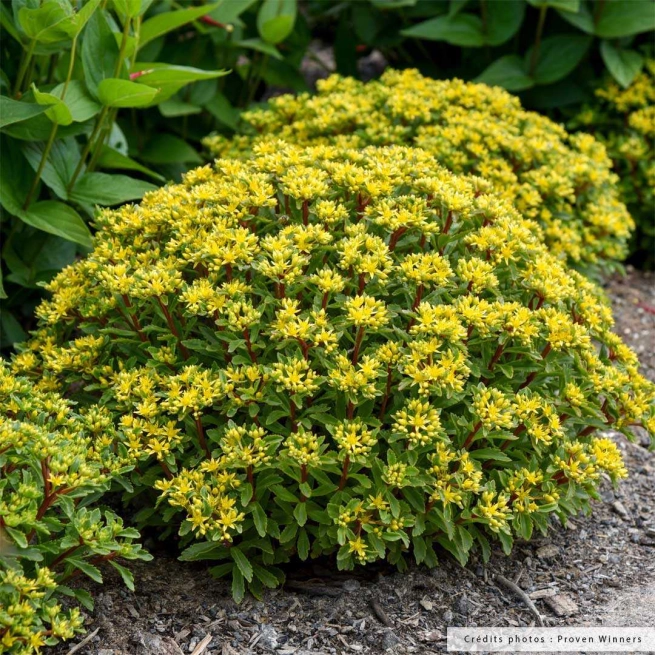 Sedum bright idea