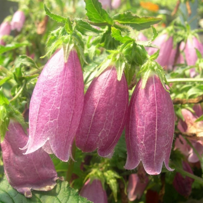 Campanula punctata bowl of cherry 20060719 lorrain 1200x858