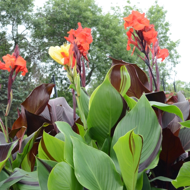 Canna cleopatra les diffrentes variantes 20150724 11 jvh