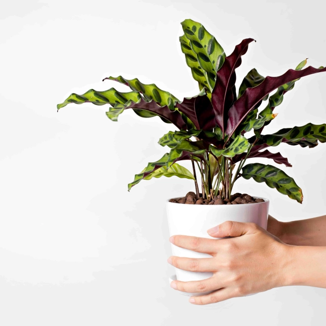 Calathea lancifolia 1 1