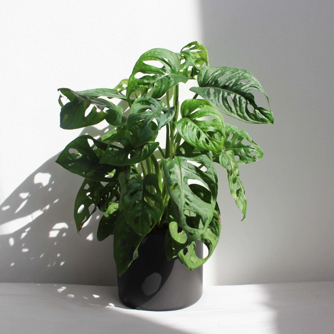 Passion Jardins | Monstera 'Swiss Cheese'